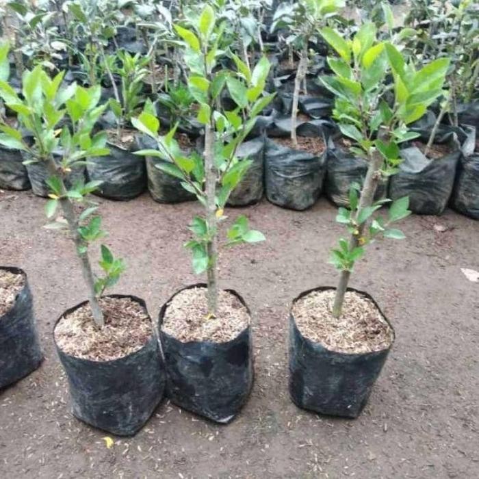 Bibit Apel Merah Fuji Cangkok Siap Berbuah