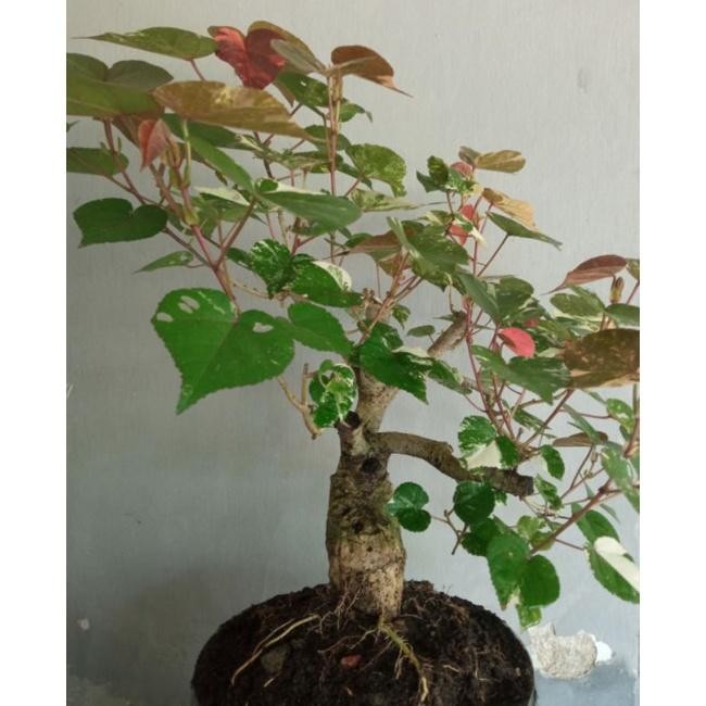 Bonsai Bonsai Waru Varigata REALPICT