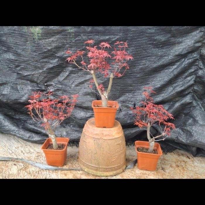 pohon Maple Jepang asli //// bibit bahan bonsai maple Jepang