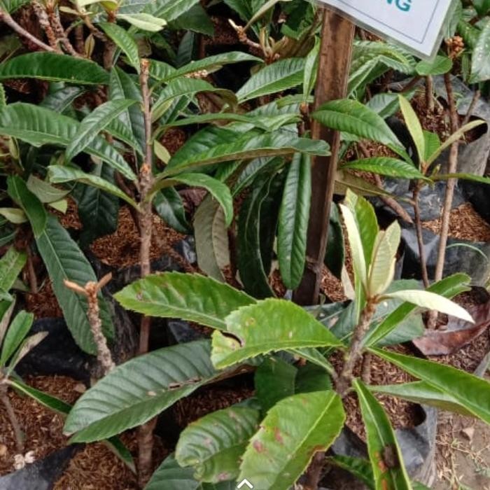 pohon leci(leci kuning/biwa)manis.sudah berbuah/berbunga