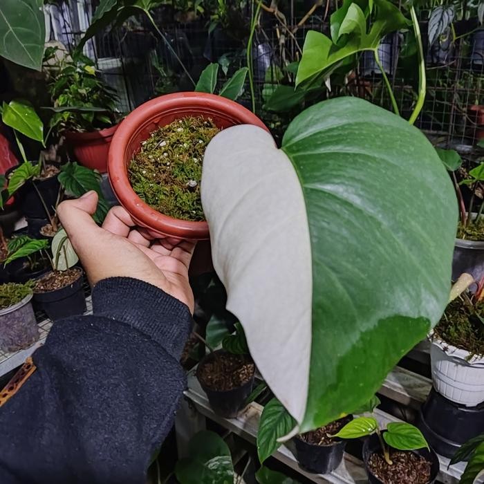 Monstera Varigata Halfmoon - Monstera Variegata - Monvar Halfmoon