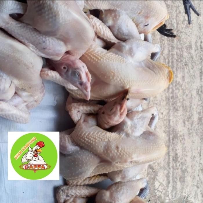 

(Expert) Ayam Kampung Fresh Medium( super)850 gr - 950 gr