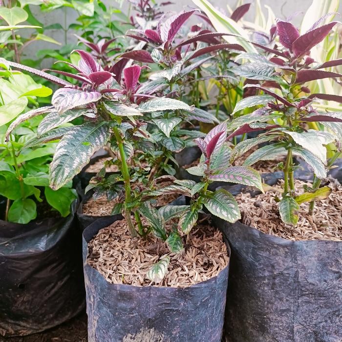 Keji Beling Ungu, Tanaman Pecah Beling, Tanaman Hias Daun Ungu