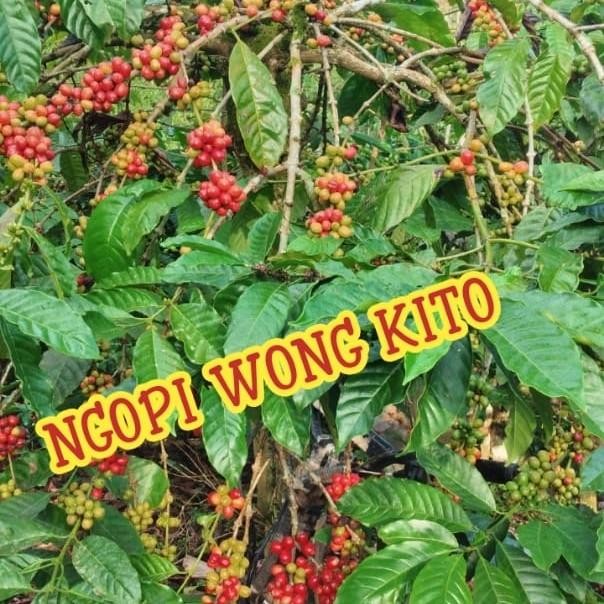 

Green Bean Robusta Asalan 1Kg #Gratisongkir #Sale #Discount