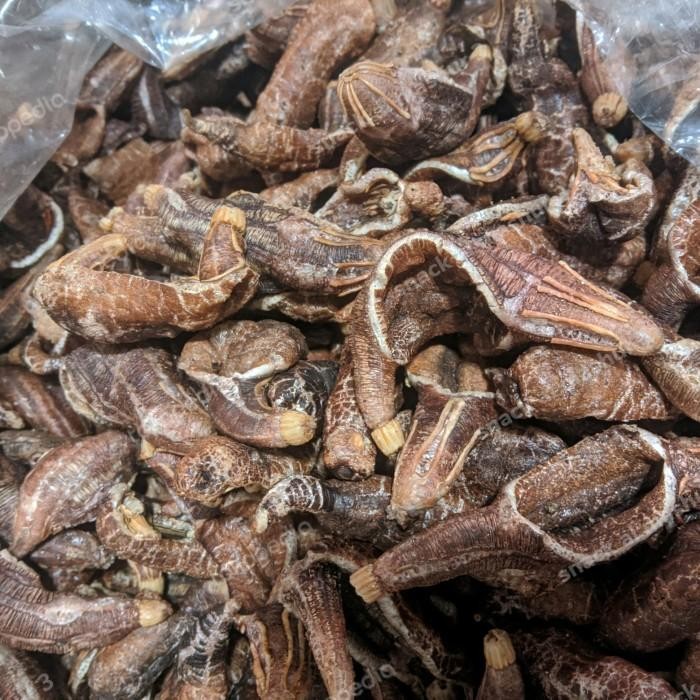 

(Expert) kerupuk teripang khas surabaya murah kemasan 100g