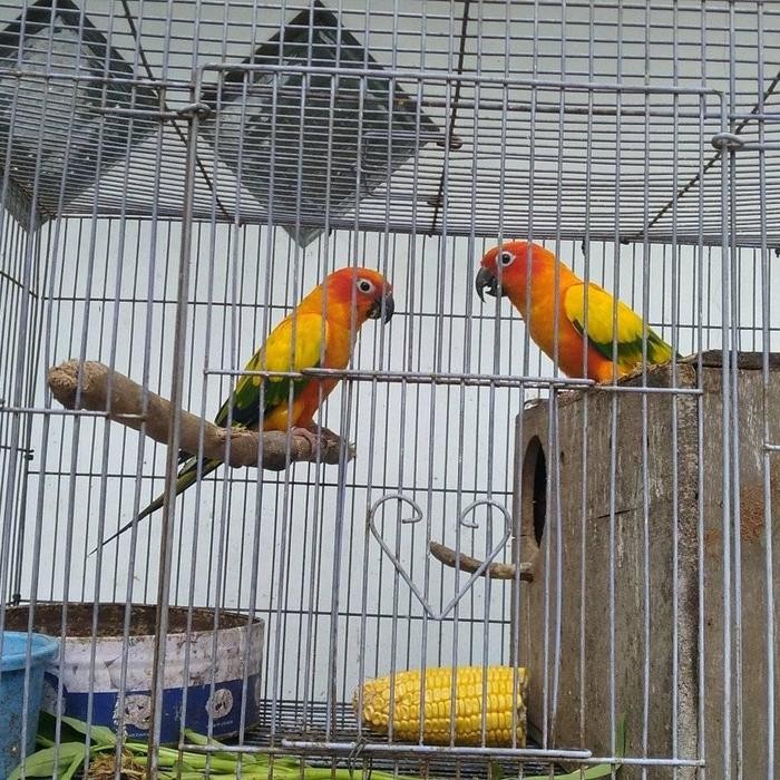 Sunconure pasangan induk