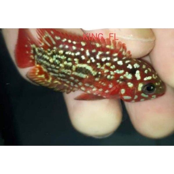 Dijual KING FLOWERHORN RED KING KAMFA F2 THAI Murah