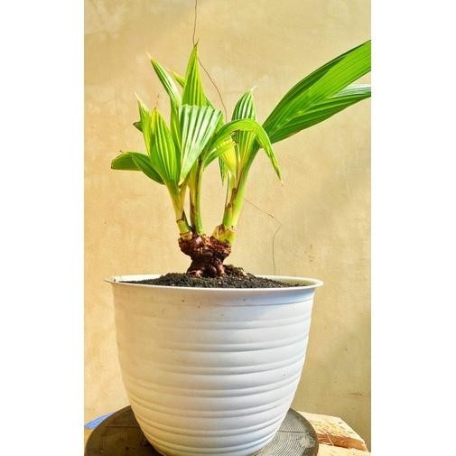(AL)bonsai kelapa cabang 3