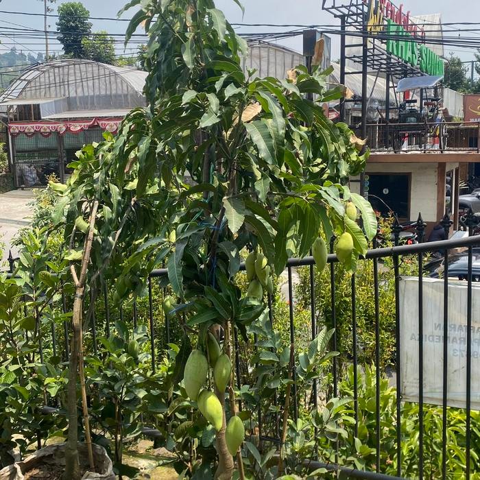 Jual Tanaman Buah Mangga Sudah Berbunga // Berbuah / Pohon Mangga