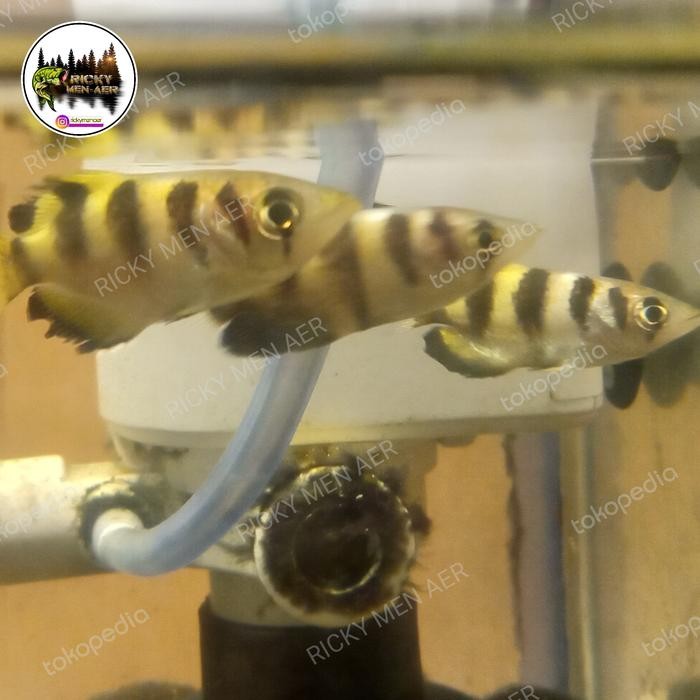 Archer Fish Sumpit Pasti Diskon