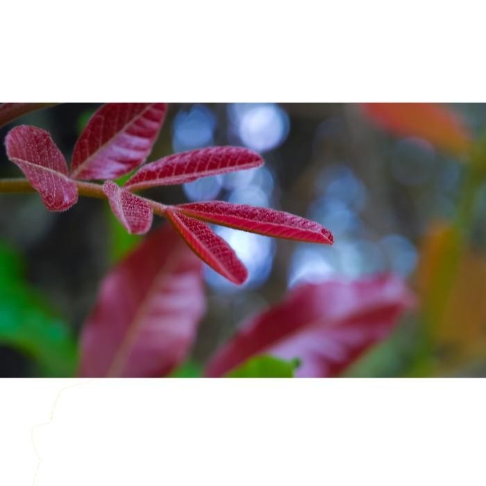 (Expert) Minolta - Lensa Kamera HP - Lensbong Macro 45mm For Smartphone