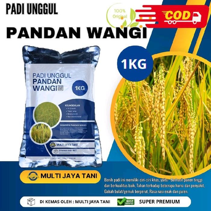 ASLI Benih Padi Pandan Wangi 1KG - Kualitas Premium READY STOCK