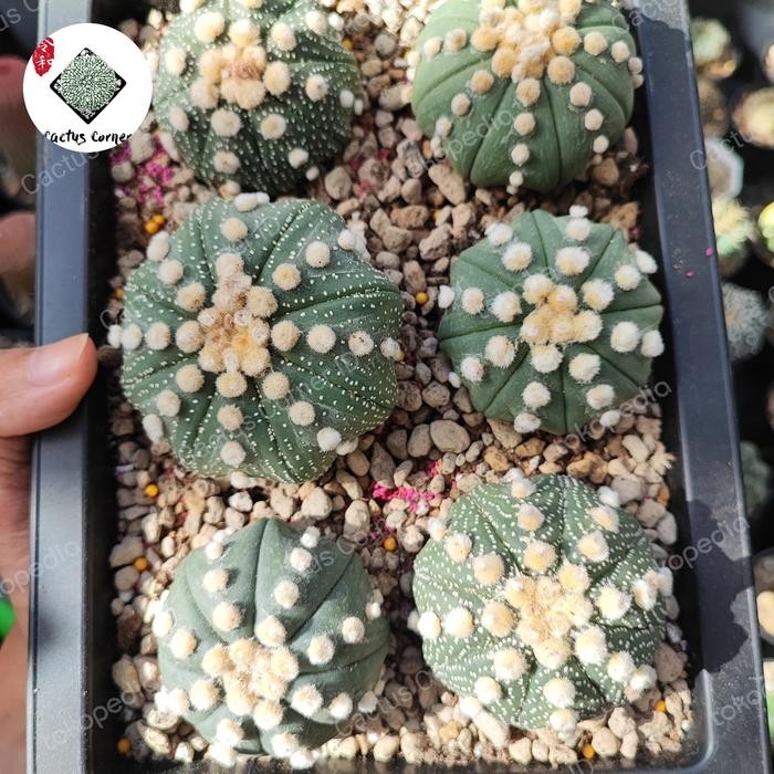 Kaktus astro astrophytum ooibo