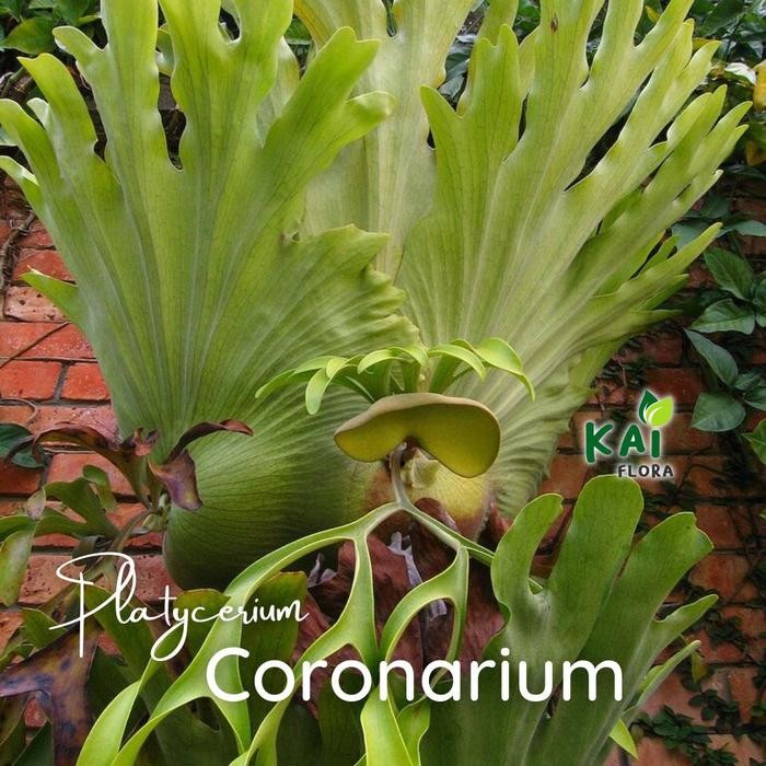 ASLI Platycerium Coronarium READY STOCK