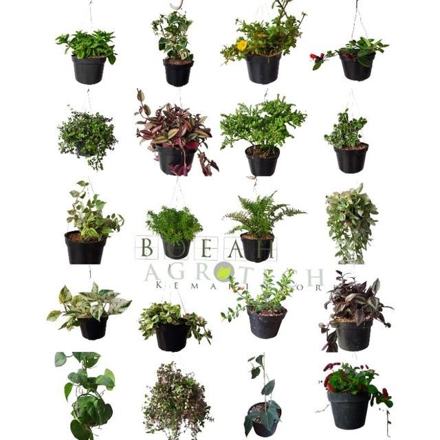 ASLI Taan s Bunga Gantung Macam-Macam/Taan Bunga Gantung Murah READY STOCK