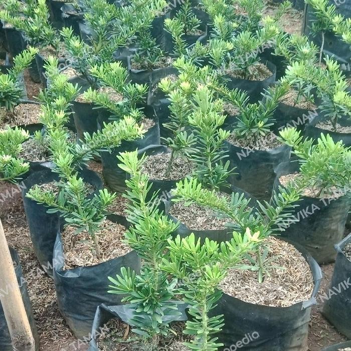 Bibit Pohon Lohansung Cincuan - Lohansung Cincuan Import