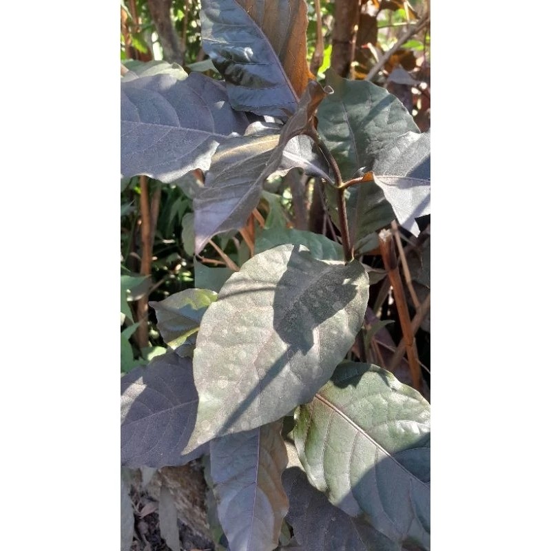 

satu lembar Daun Ungu Segar ORGANIK/ Daun herbal untuk ambeien