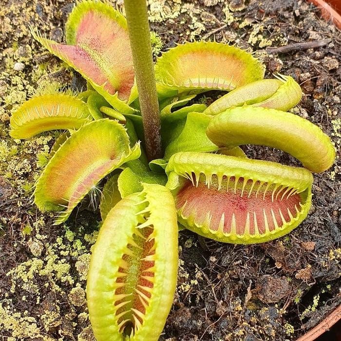 ASLI Taan Karnivora Venus FlyTrap Venusflytrap VFT GJ Maratchi RARE READY STOCK