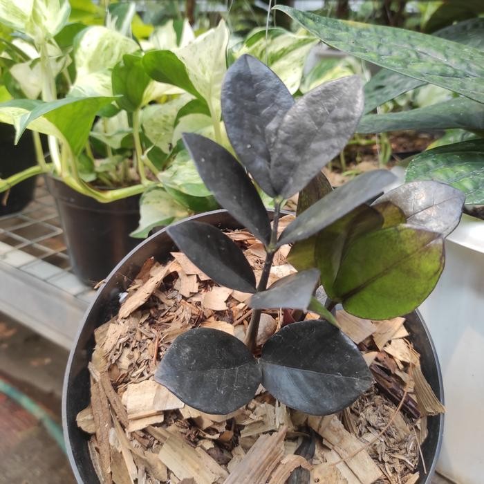 Zamioculcas Black Raven / Zamia Raven / Zz Black Raven