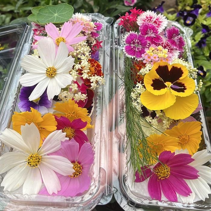 

Edible flower by mich