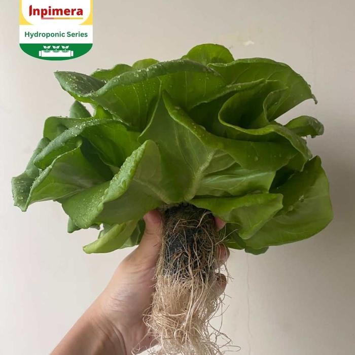 Mode Vintage Jiffy Coir Pellets 42X55 Mm Hydroponic Pellets Peat Free