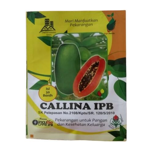 (Allthebest) Benih Pepaya Callina IPB (IPB9)