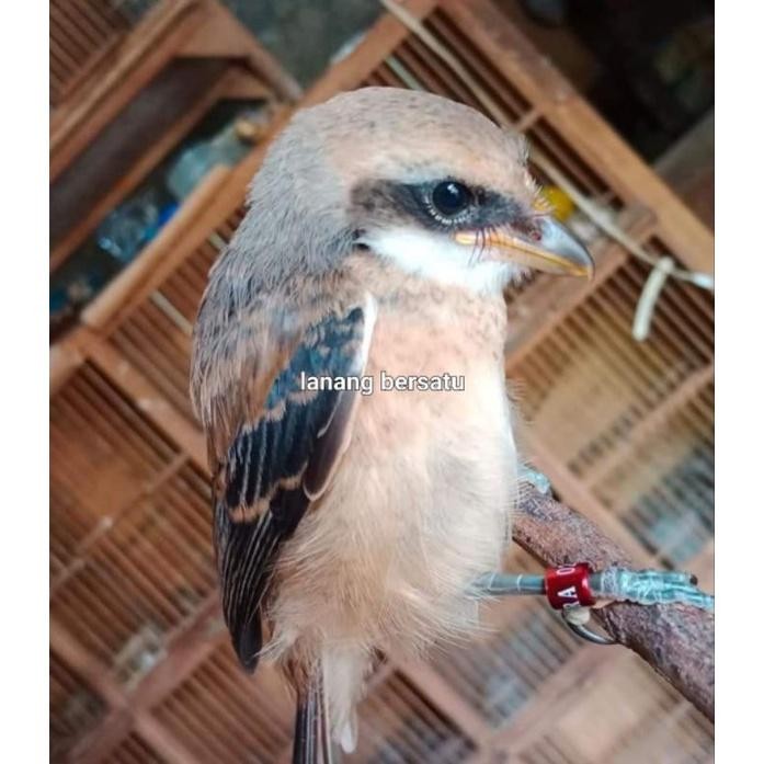 ORIGINAL Burung Pentet Anakan Calon Blangkon Gratisongkir READY STOCK