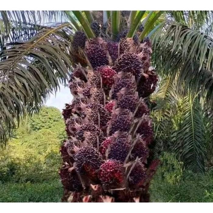Terlaris Pupuk Sawit Lebat Boster Organik Sawit Pelebat Buah