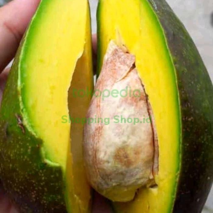 

ASLI Alpukat Mentega Super READY STOCK