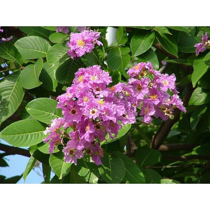 (Allthebest) Pohon Bungur Sakura Tinggi 2 Meter Pohon Pelindung Bungur Tinggi 2 Meter