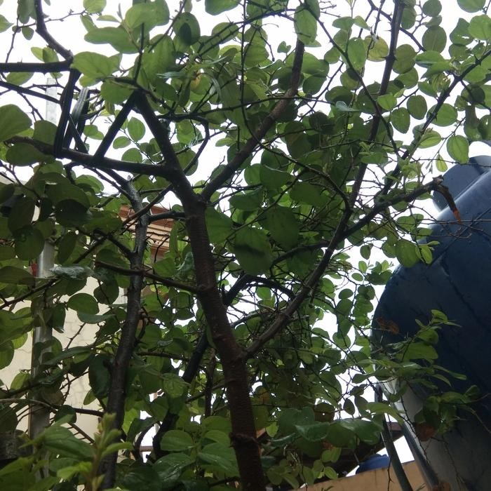 Jual Rugi Pohon Bidara Sidr Arab Besar Sudah Buah