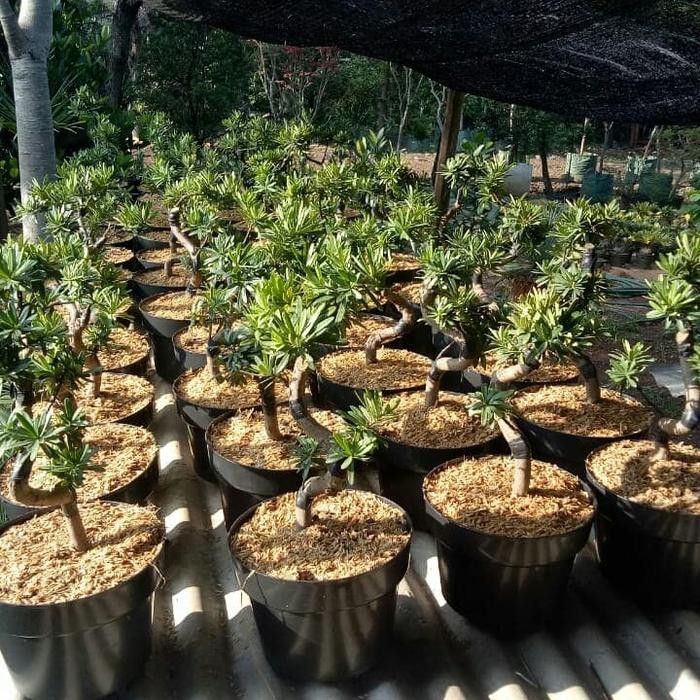 Mame Bonsai Lohansung/Lohansung Pucuk Merah