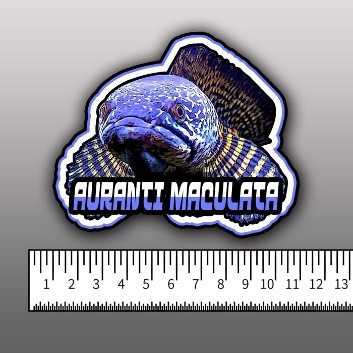 

Sticker Channa Auranti Single Box 18-20