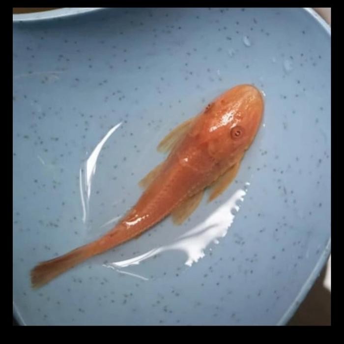 Sapu-Sapu Albini Brushmouth / Ikan Sapu-Sapu Albino Terlaris