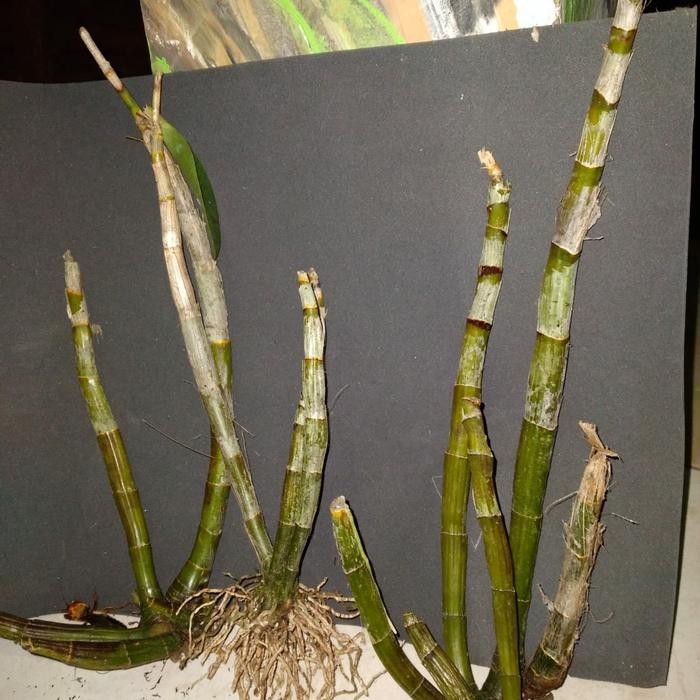 5 Batang Anggrek Aktif Anggrek Violaceoflavens Besi Papua