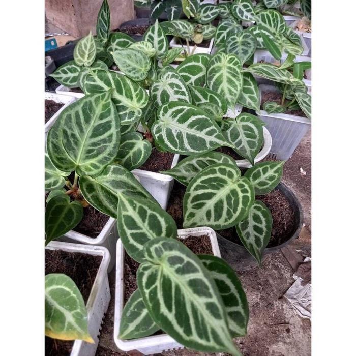 KUPING GAJAH MANGKOK - KUPING GAJAH DORAYAKI HYBRID - ANTHURIUM