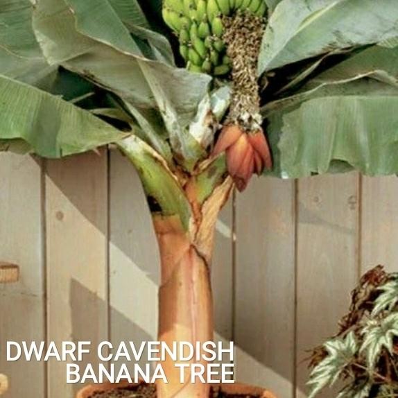 Bibit Dwarf Cavendish / Pisang Cebol Ukuran Sedang