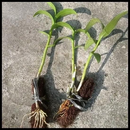 ANggrek dendrobium capung kapuas