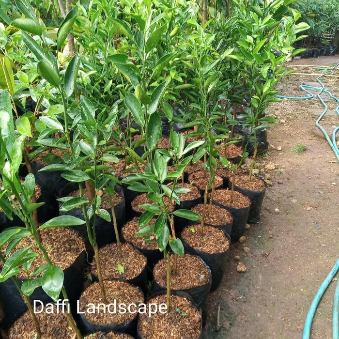 Tanaman Jeruk Santang Madu Pohon Jeruk Santang Madu