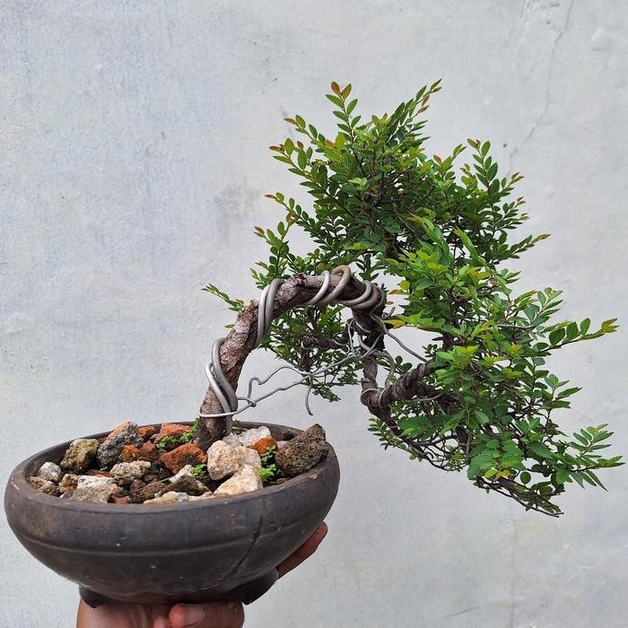 ulmus bonsai