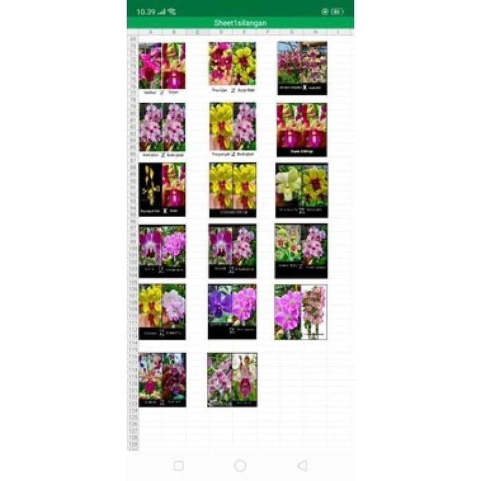 Anggrek Botolan Dendrobium Paket Random Mix Acak Siap Aklim 30 Plant Per Botol Silangan Bulat