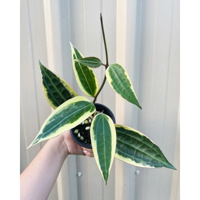 Hoya Macrophylla variegata / makropila varigata / hoya sirih var