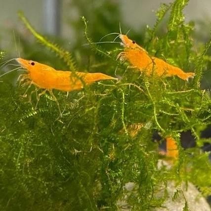 (Allthebest) Udang hias orange shrimp aquascape air tawar