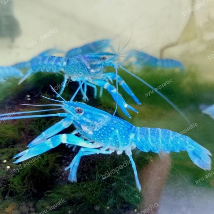 (Allthebest) Lobster air tawar biru blue hiasan aquarium
