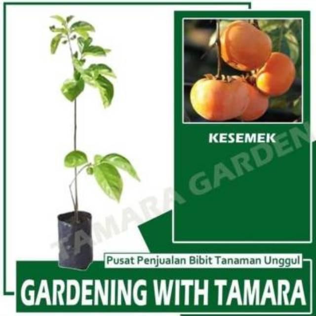 (Allthebest) BIBIT KESEMEK JUMBO UNGGUL CEPAT BERBUAH