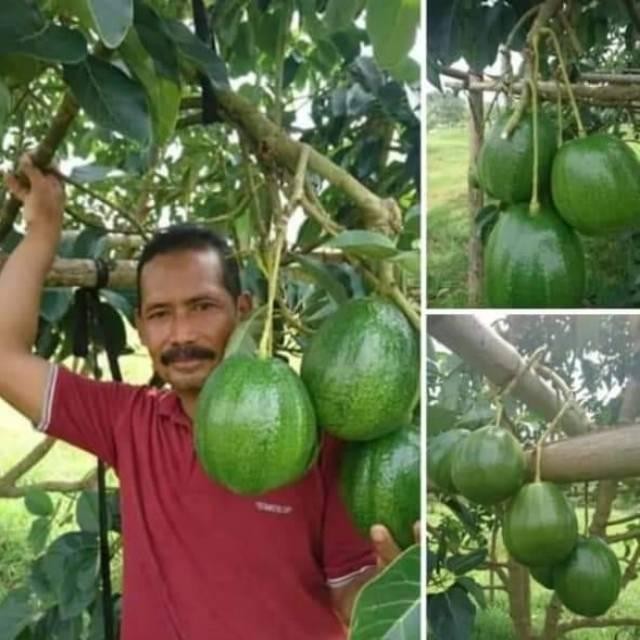 (Allthebest) BIBIT ALPUKAT MARKUS JUMBO OKULASI (TERLARIS)