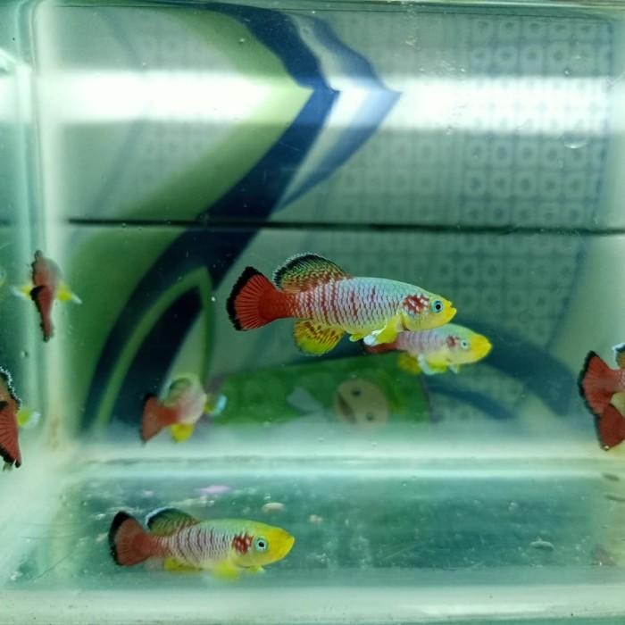 (Allthebest) killifish guentheri red perpasang