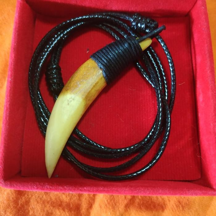 New // Kalung Taring Macan Size 6Cm // 100% Original