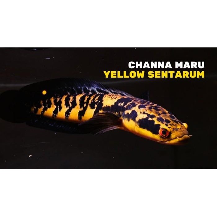 

READY PAKET RESELLER CHANA YELLOW SENTARUM - KACANG CHANA 10/20/30 PCS