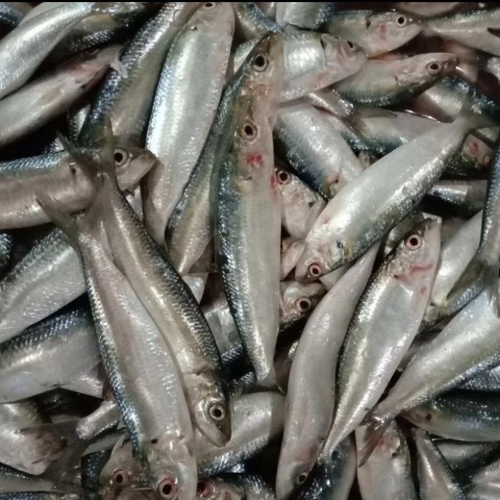 

READY IKAN SARDEN KALENG 1KG - SARDEN SEGAR BERKUALITAS TINGGI